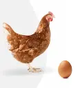 Brown egg layer chicks