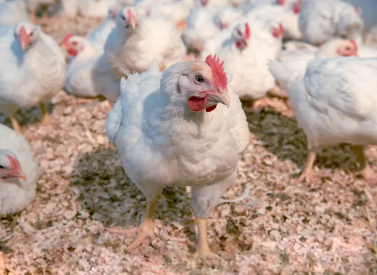 hubbard_redbro_broiler_1.webp