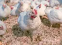 hubbard_redbro_broiler_1.webp