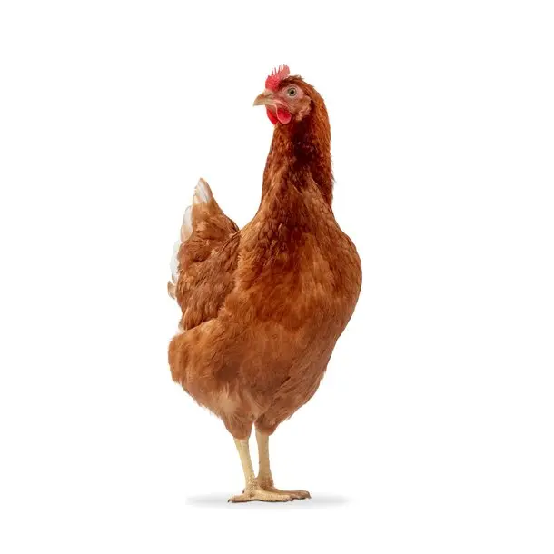 ISA Brown Female Chicks (August 4 2026)