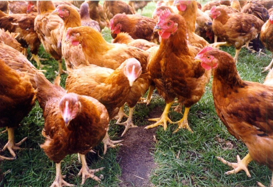 Peifer Hatchery LLC Red Broiler Chicks